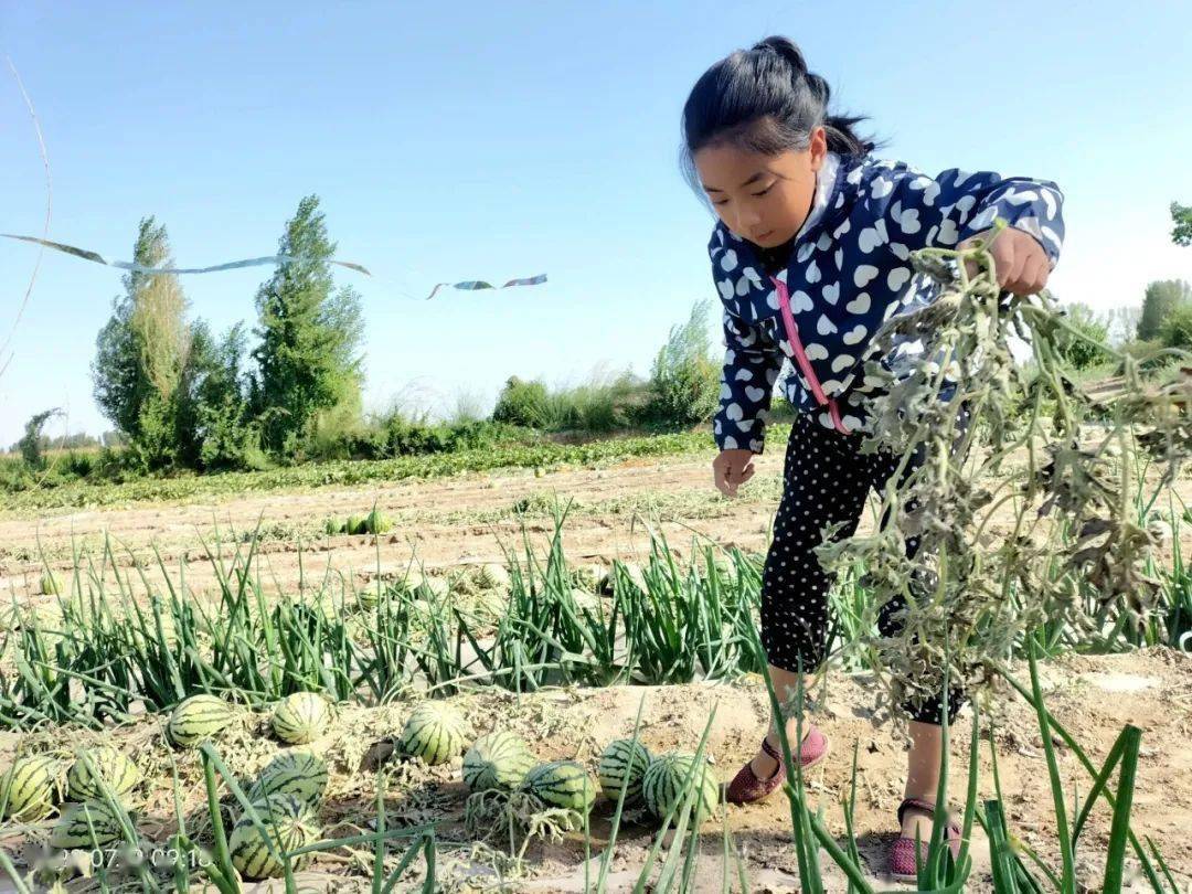 金塔县三合小学：以劳养德 以德育人
