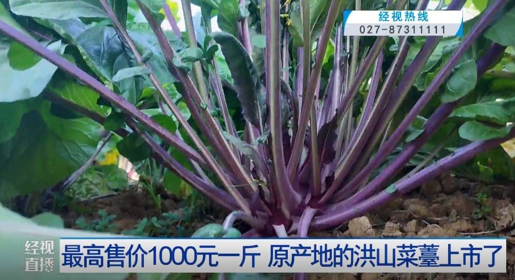 武汉人爱吃！最高1000元一斤<strong></p>
<p>中币交易所如何登录</strong>，供不应求
