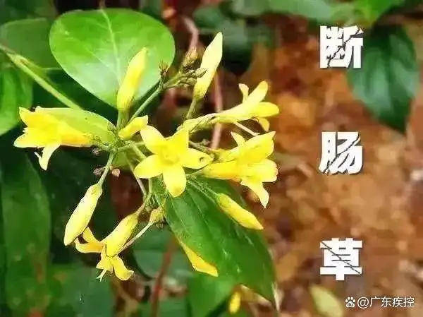 广东一老人买药材煲汤中毒身亡 当地：店铺误售断肠草<strong></p>
<p>上币交易所</strong>，老板被拘留