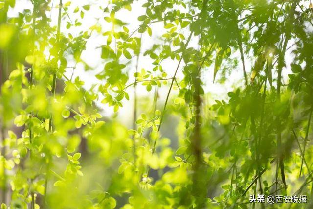 25℃+<strong></p>
<p>天王币交易所</strong>！西安“火箭式”升温！但需警惕→