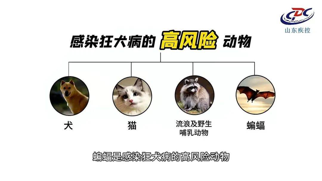 手臂肌腱被咬断！近期激增<strong></p>
<p>金特币交易平台</strong>，半个月接诊近200例……