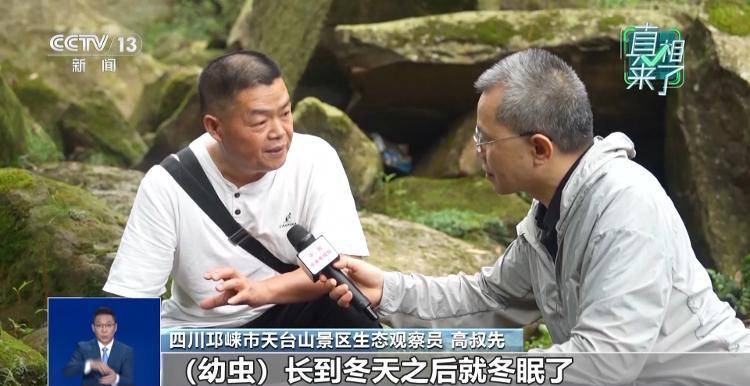 网传萤火虫濒临灭绝<strong></p>
<p>宁波海运股票</strong>，是真的吗？