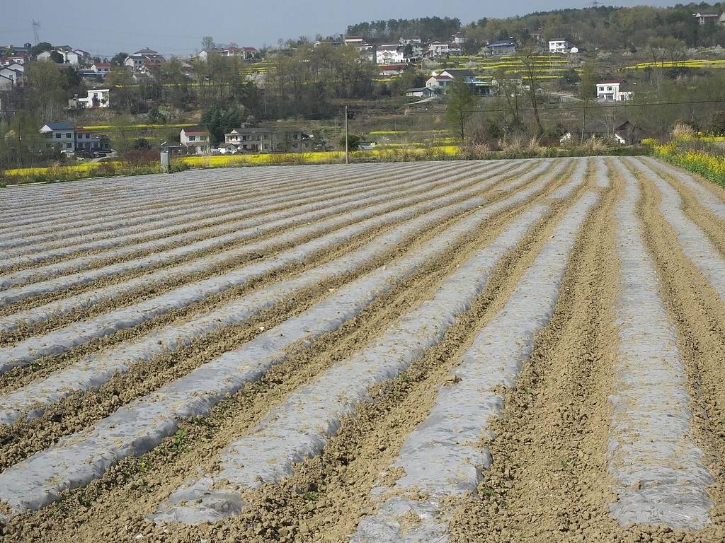 公职人员占他人耕地屡次修坟<strong></p>
<p>山东威达股票</strong>，得管管乡村恶霸