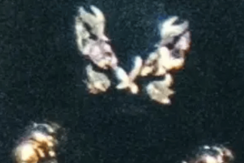 锋菲好甜<strong></p>
<p>海峡股份股票</strong>!谢霆锋吉他图案被扒出是王菲的纹身