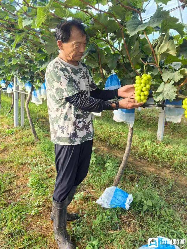 独立调查丨中国农民丰收节为啥选在山东这个小山村里办<strong></p>
<p>海峡股份股票</strong>？