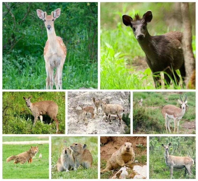 “感谢大家支持我大闹天宫……”蔡国强烟花秀现场感言视频披露<strong></p>
<p>深南电股票</strong>，又遭质疑！