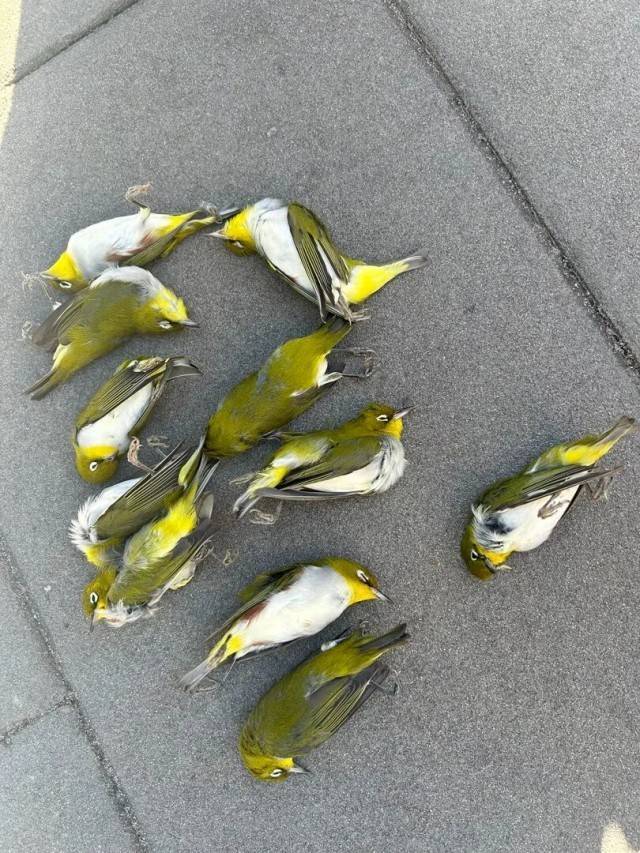 北京一座大厦楼下躺了14只鸟<strong></p>
<p>宝钛股份股票</strong>，12只已死亡！元凶竟是玻璃