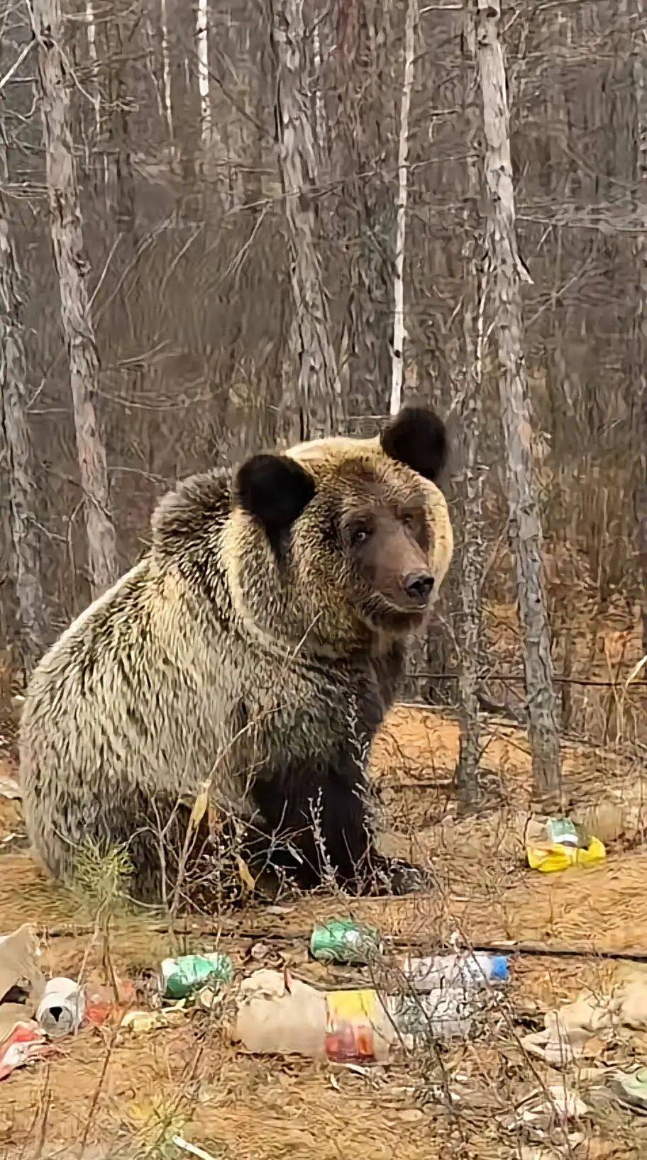 男子在大兴安岭林区偶遇野生棕熊<strong></p>
<p>通源石油股票</strong>，附近垃圾成片被吐槽，当事人：已有人员打扫