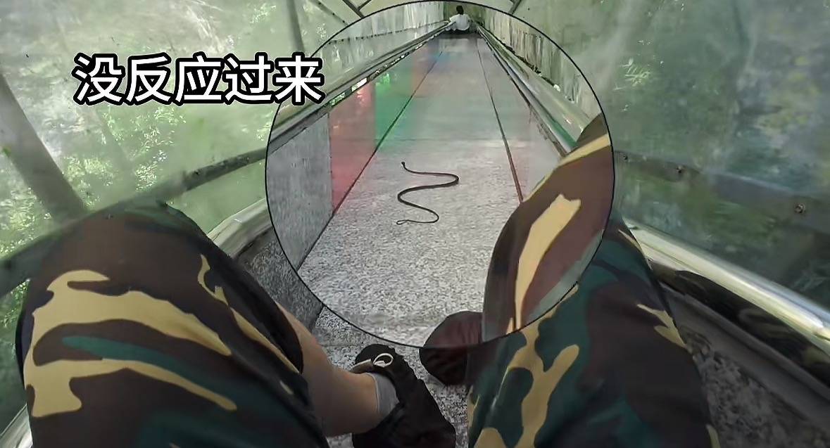 游客称在广西丹炉山滑道遇蛇<strong></p>
<p>金运激光股票</strong>,景区致歉:这么多年就这一次,每年都做防蛇处理