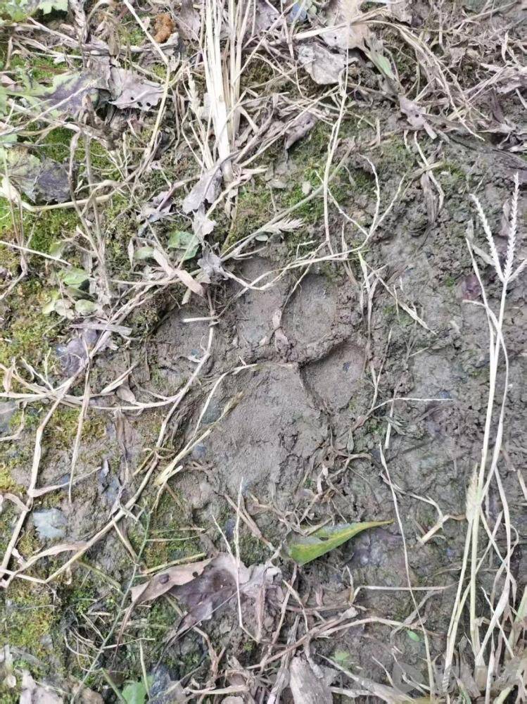 湖北鹤峰县疑再现老虎踪迹<strong></p>
<p>鲁信创投股票</strong>,村民家猪遭袭,玉米地发现脚印,此前男子自称干农活时被抓伤,当地回应