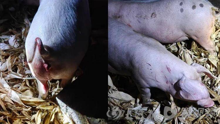 湖北鹤峰县疑再现老虎踪迹<strong></p>
<p>鲁信创投股票</strong>,村民家猪遭袭,玉米地发现脚印,此前男子自称干农活时被抓伤,当地回应