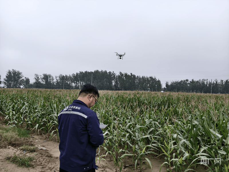战阴雨抢农时 山东保险业护好“粮袋子”助推“三秋”生产
