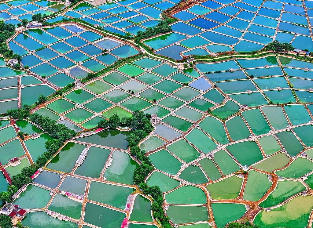 农妇荒塘内开挖养鱼被控罪<strong></p>
<p>杭齿前进股票</strong>，免于刑事处罚也很冤