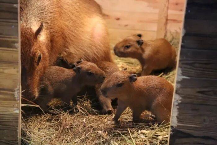 出生1小时就能独立行走<strong></p>
<p>皇氏乳业股票</strong>,济南动物园“果果”和“豚豚”的4只新生幼崽,周末和市民见面