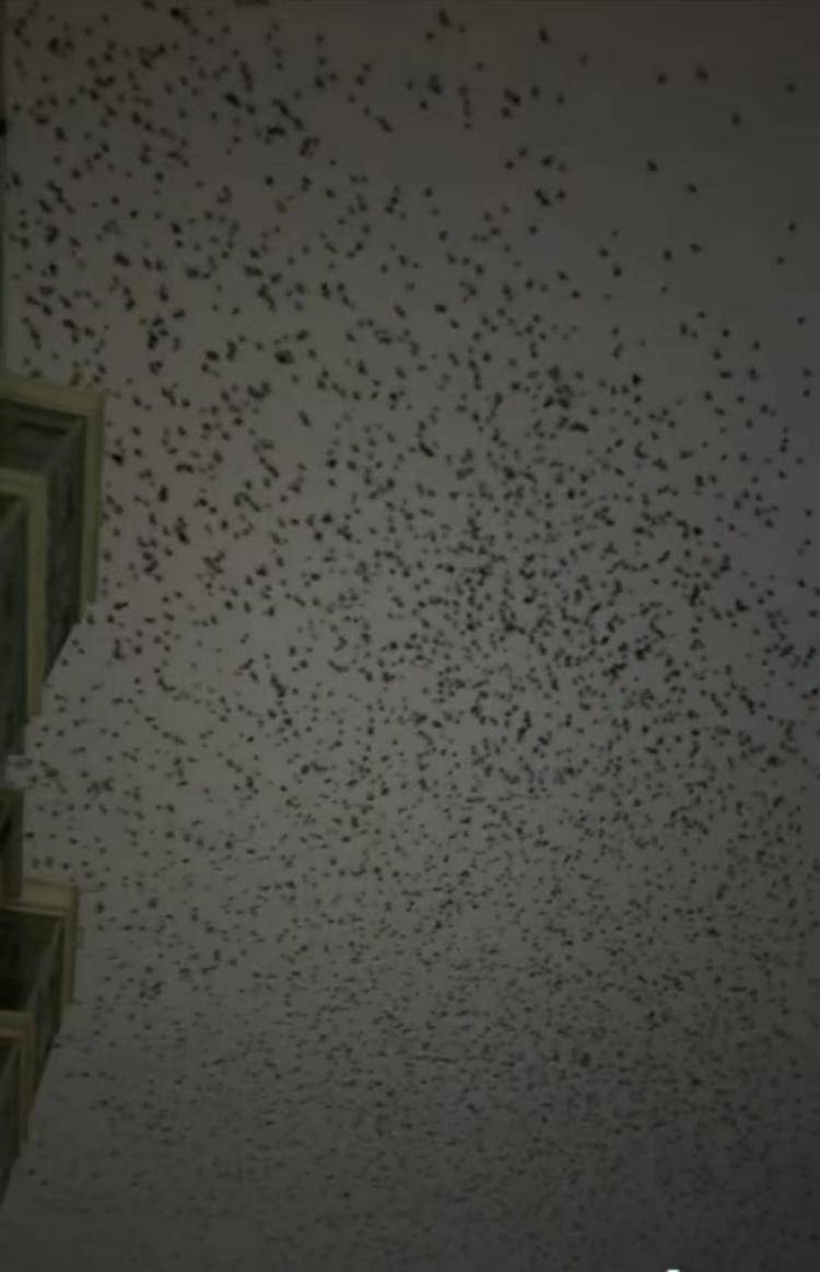 河北等多地天空现密集鸟群<strong></p>
<p>000552股票</strong>,网友担心是灾害预兆,当地称未收到相关预警,专家解读