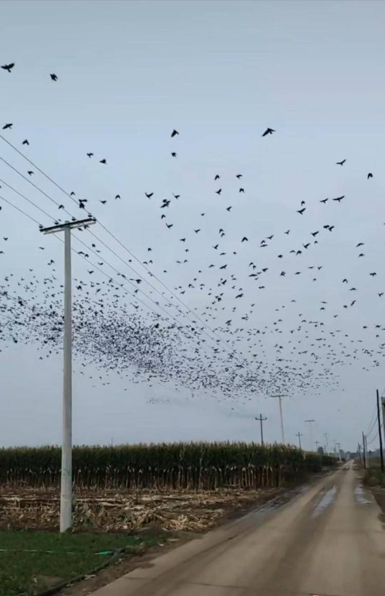 河北等多地天空现密集鸟群<strong></p>
<p>000552股票</strong>,网友担心是灾害预兆,当地称未收到相关预警,专家解读