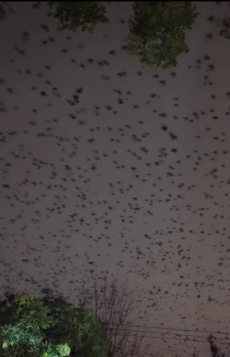 河北等多地天空现密集鸟群<strong></p>
<p>000552股票</strong>,网友担心是灾害预兆,当地称未收到相关预警,专家解读