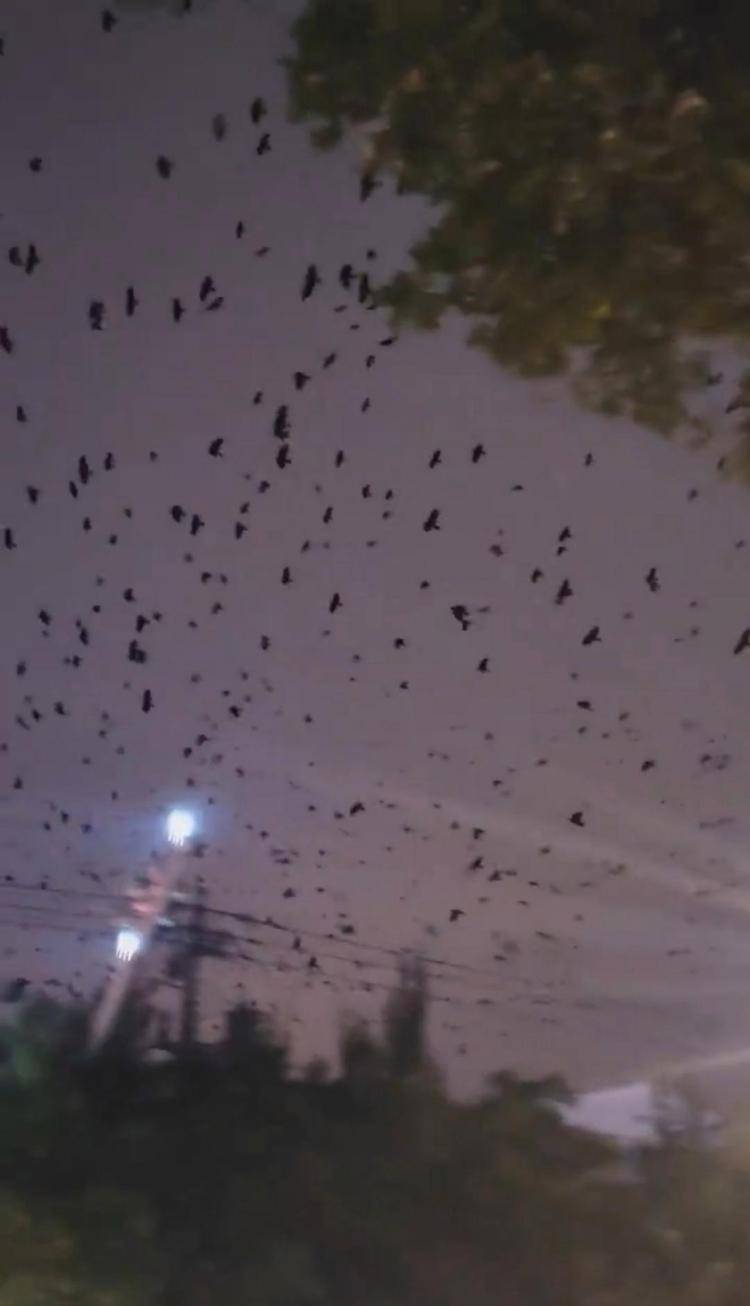 河北等多地天空现密集鸟群<strong></p>
<p>000552股票</strong>,网友担心是灾害预兆,当地称未收到相关预警,专家解读