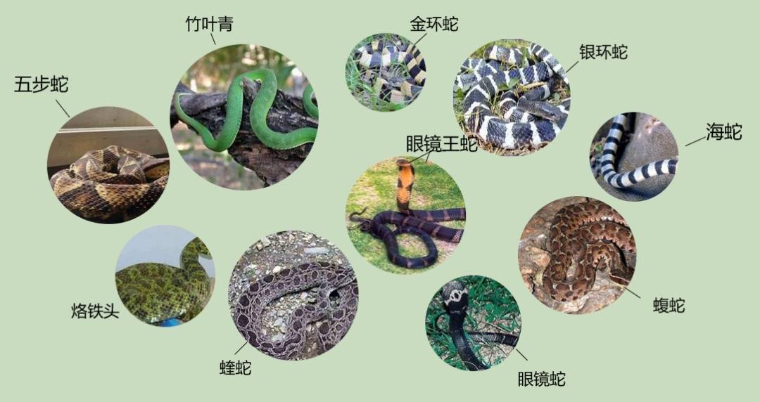 女子半夜上厕所<strong></p>
<p>600740股票</strong>，马桶里突然窜出一条蛇！