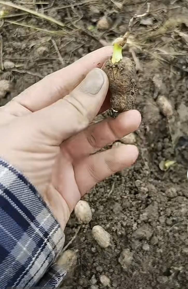 夏旱之后又秋涝<strong></p>
<p>600303股票</strong>，一位河南农户的花生抢收战