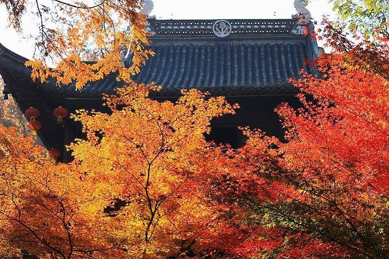 霜降已到<strong></p>
<p>600303股票</strong>，全国红叶上线中！这些“出片宝地”藏不住了