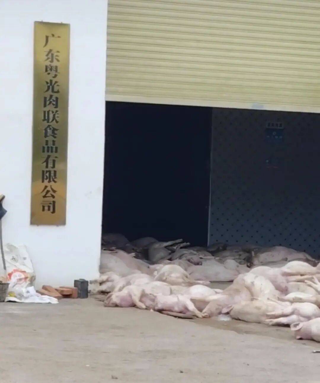 广东一肉联公司门口堆满死猪<strong></p>
<p>300235股票</strong>，官方：7人被控制