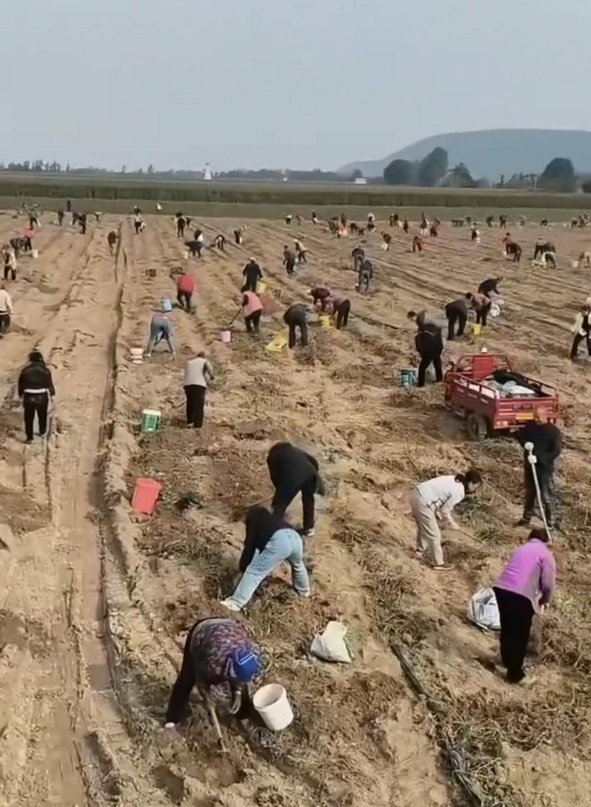 数百人冲进地里捡红薯<strong></p>
<p>顺丰股票002352</strong>，田主称是秋收剩下的，网友：免费翻地，利人利己