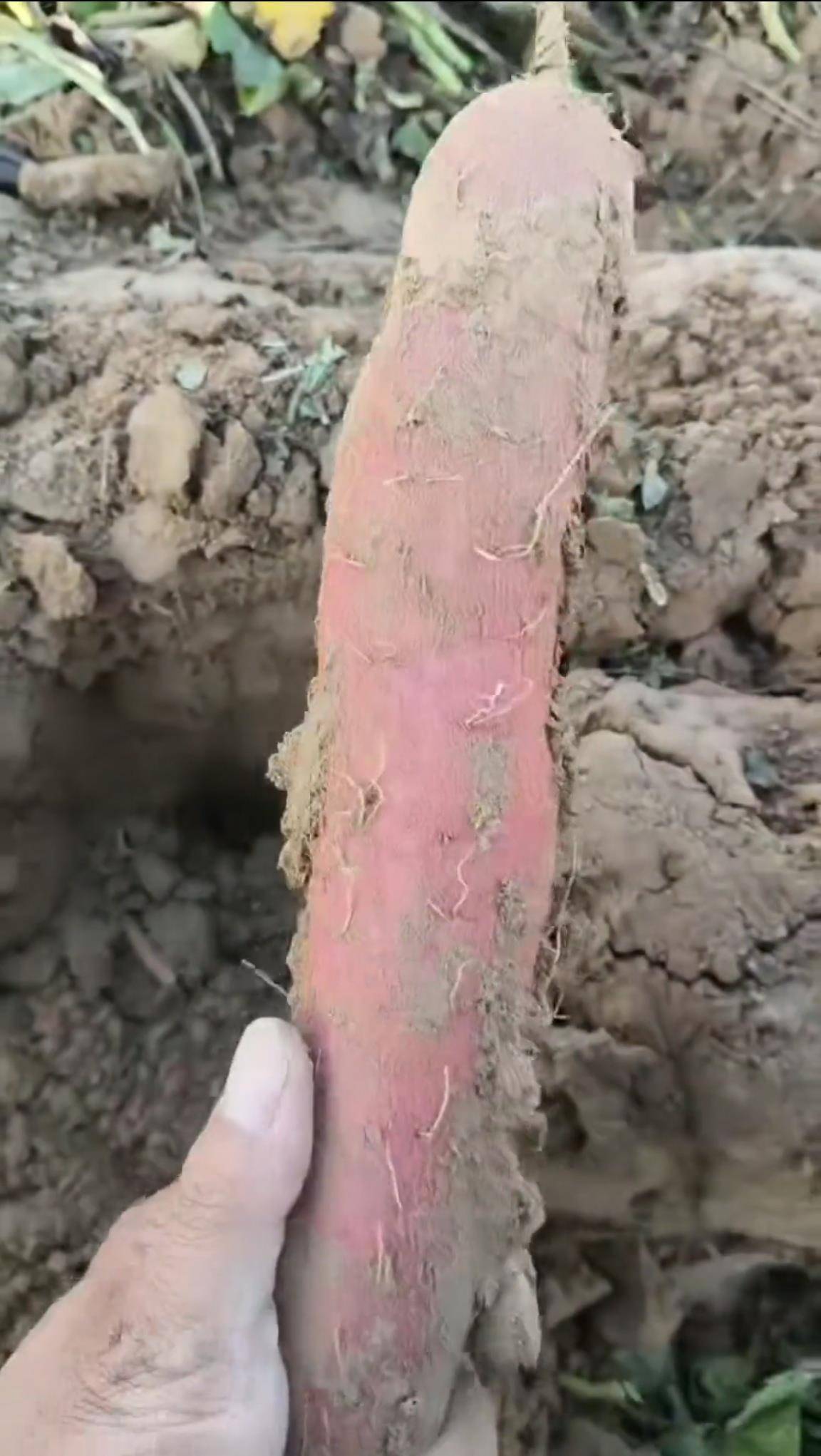 数百人冲进地里捡红薯<strong></p>
<p>顺丰股票002352</strong>，田主称是秋收剩下的，网友：免费翻地，利人利己