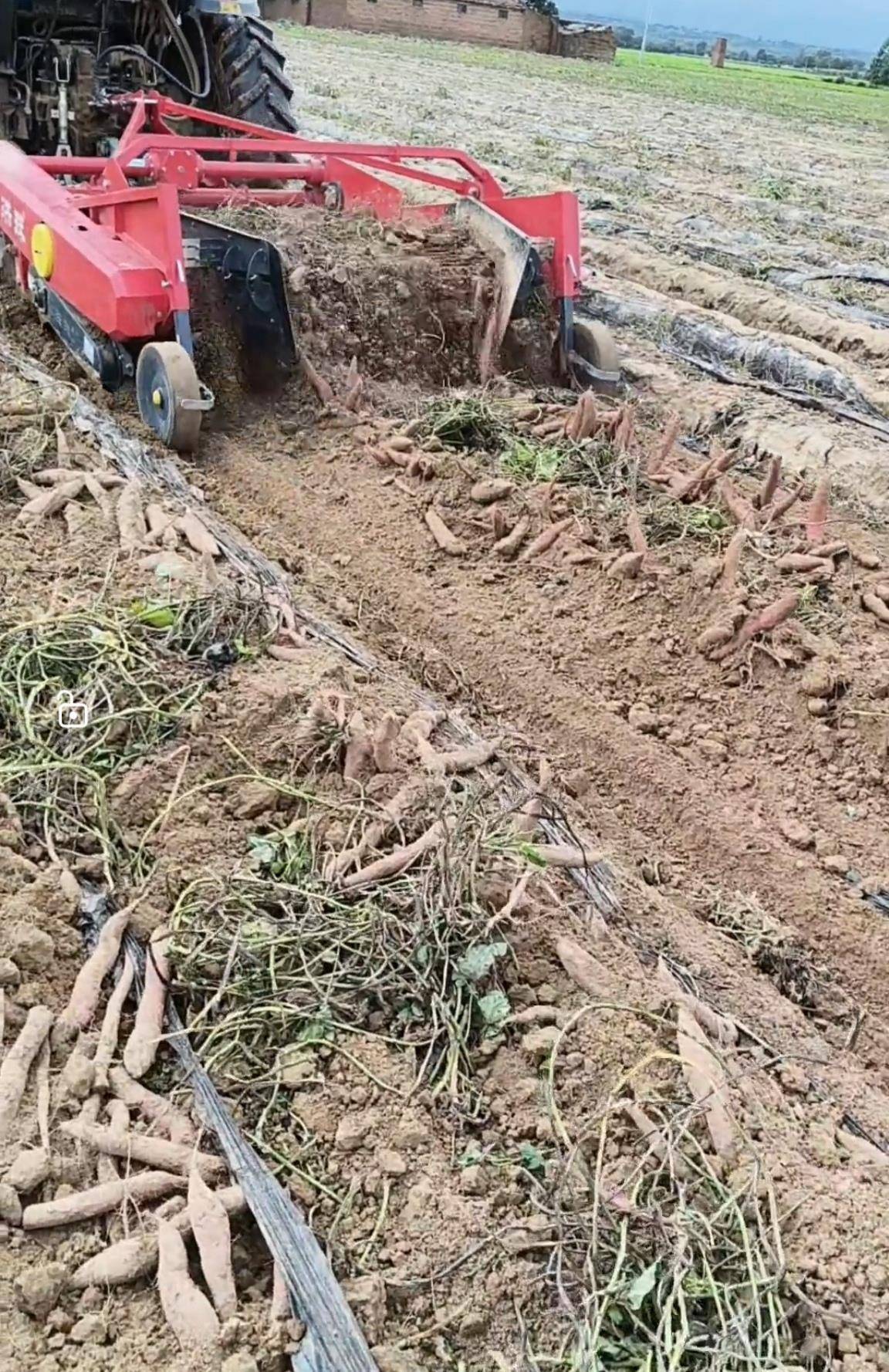 数百人冲进地里捡红薯<strong></p>
<p>顺丰股票002352</strong>，田主称是秋收剩下的，网友：免费翻地，利人利己