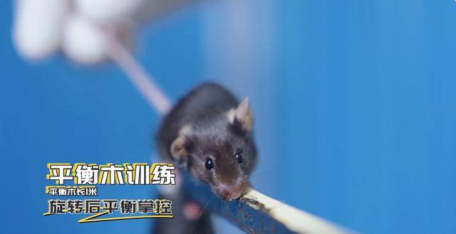 神二十一有4只“小鼠航天员”<strong></p>
<p>股票新闻</strong>！选拔Vlog公开→