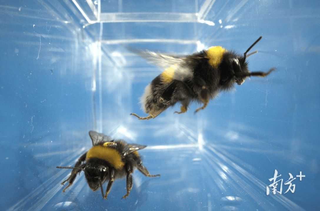 人类如何“读懂”大黄蜂的“感同身受”<strong></p>
<p>股票新闻</strong>？