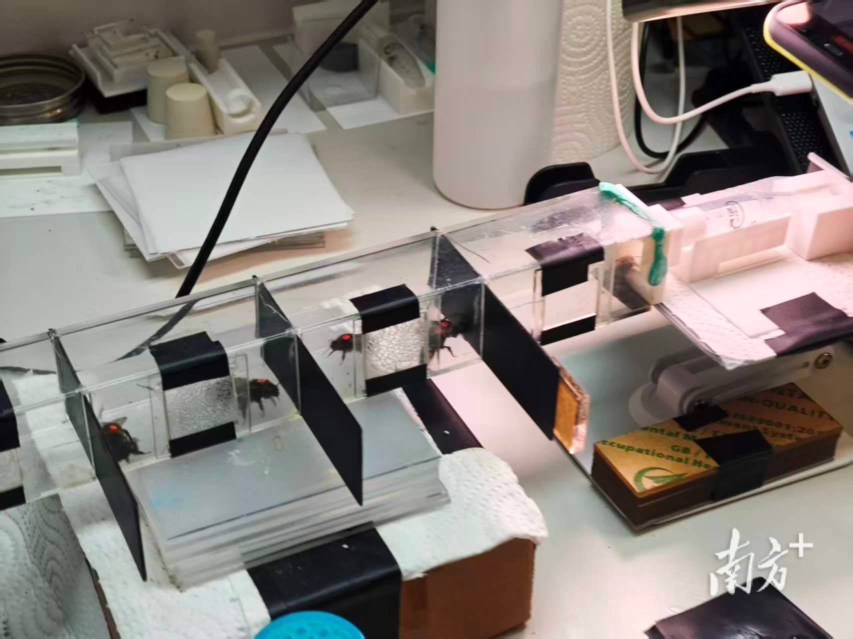 人类如何“读懂”大黄蜂的“感同身受”<strong></p>
<p>股票新闻</strong>？