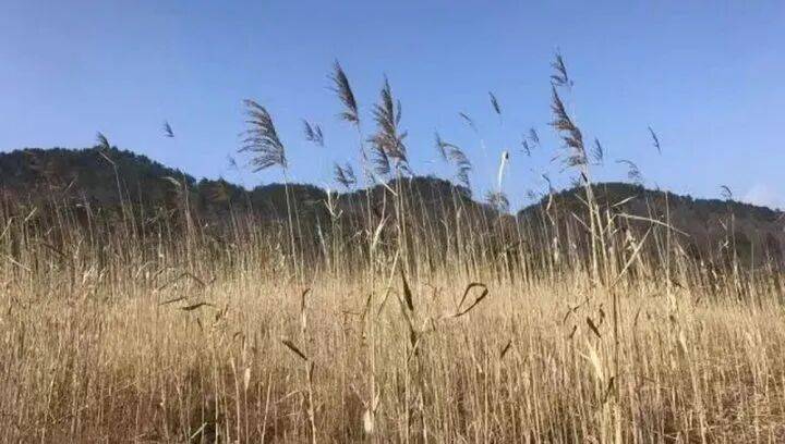 禁止任何形式穿越<strong></p>
<p>连云港股票</strong>!杭州一地发布最严禁令