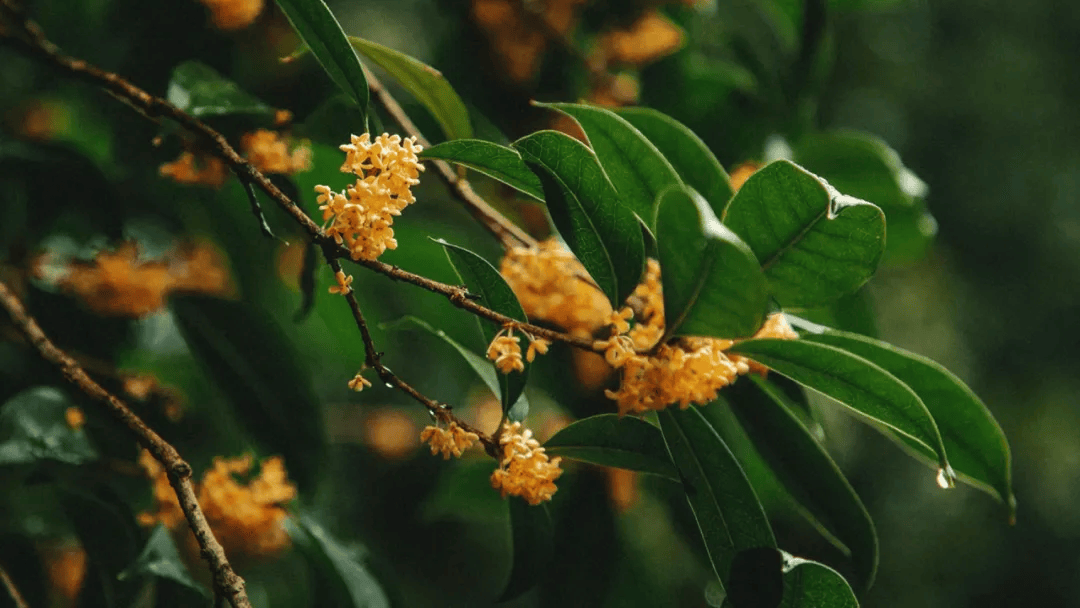 12时3分<strong></p>
<p>正荣股票</strong>,临海正式进入……