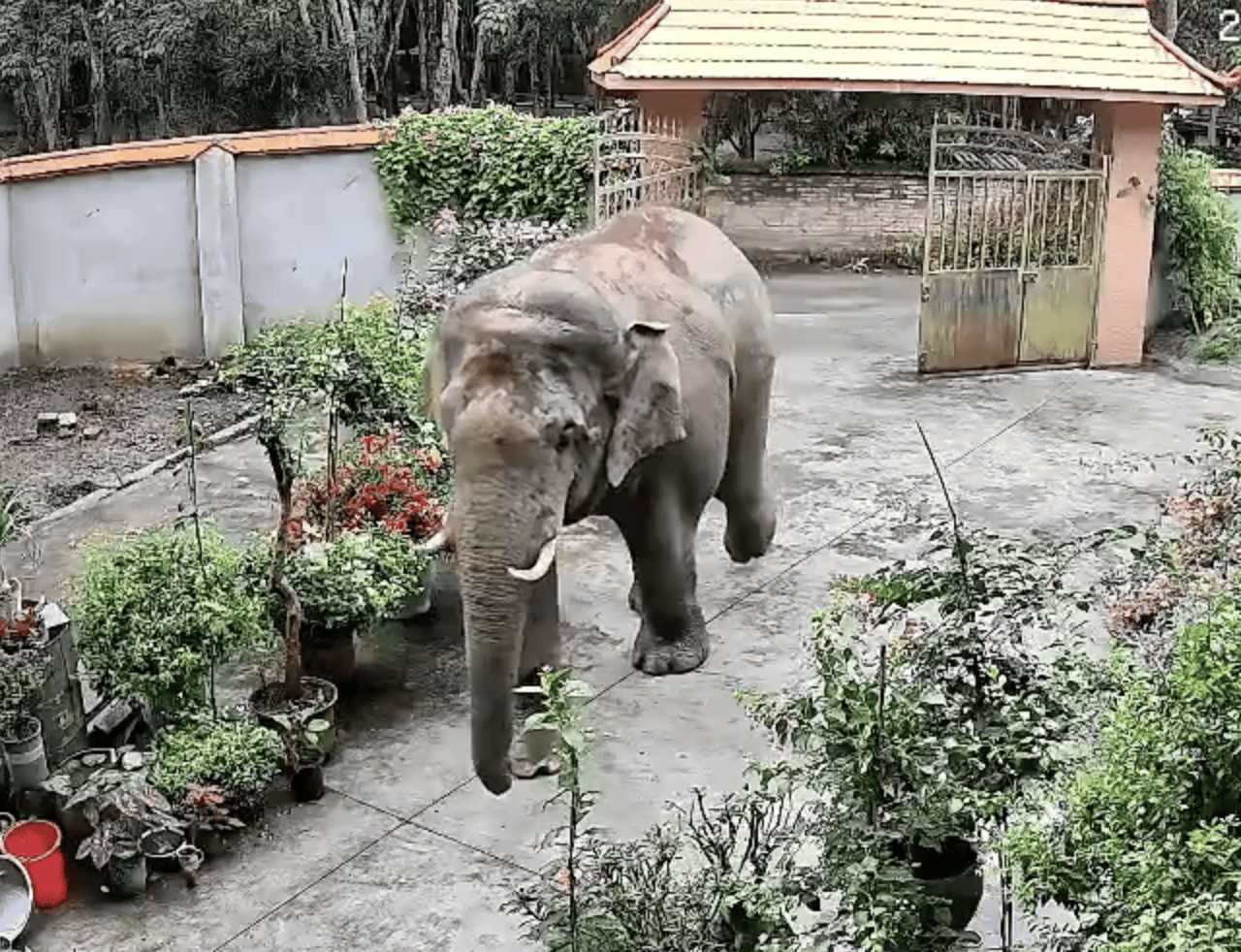 监拍云南勐腊野生大象闯入居民家<strong></p>
<p>上海能源股票</strong>，顶开铁门后院中散步，野保：如有损失，有专门保险
